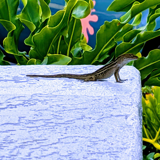 gecko